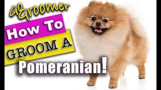 How to GROOM a POMERANIAN BestPomeranianTutorial [upl. by Tran]