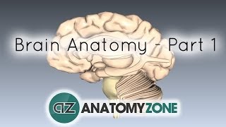 Basic Parts of the Brain  Part 1  3D Anatomy Tutorial [upl. by Noy]