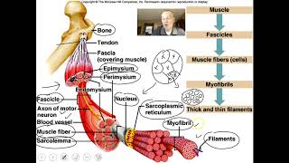 What are Muscular Tissues  Dont Memorise [upl. by Per]