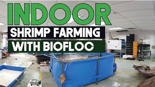 Indoor Litopenaeus vannamei Shrimp farming with Biofloc Technology  Aquaculture Technology [upl. by Donaugh505]