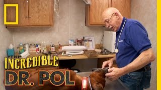 Porcupine’d Pups  The Incredible Dr Pol [upl. by Krutz]