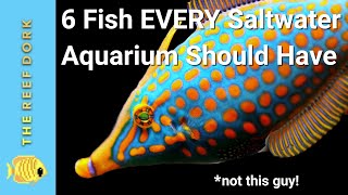 6 Easy Fish EVERY Marine Tank Should Have [upl. by Tenaej811]