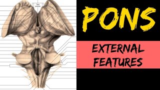 Pons Anatomy 13  External Features [upl. by Gasparo]