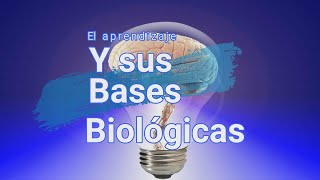 Neurociencias Bases Biológicas del Aprendizaje [upl. by Sardse696]