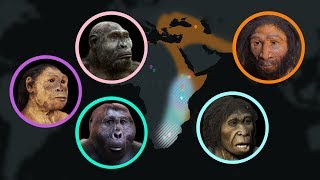 Human Evolution From Primates to Homo Sapiens [upl. by Pelage]