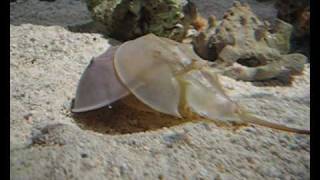 Molting horseshoe crab [upl. by Eened]