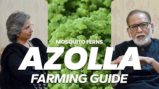 AZOLLA FERN FARMING GUIDE [upl. by Jennings]