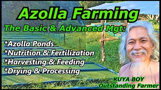 AZOLLA FARMING for Swine amp Poultry  The Management of Azolla Culture [upl. by Marilin]