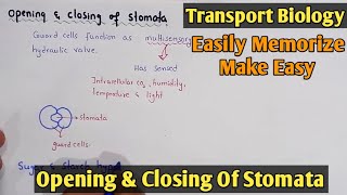 Mechanism of opening and closing of stomata  Class 11 Biology [upl. by Tsugua]