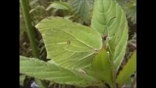 Brimstone Butterflies Gonepteryx rhamni [upl. by Kemppe987]