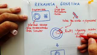 Rekayasa Genetika  DNA Rekombinan  Teknologi Plasmid [upl. by Rebekkah]