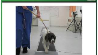 Introduction to Canine Lameness [upl. by Jempty]