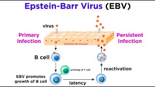 Mononucleosis EpsteinBarr Virus [upl. by Ennovi]