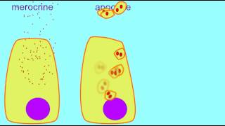 AP1 MEROCRINE APOCRINE amp HOLOCRINE GLANDS [upl. by Dahlia]