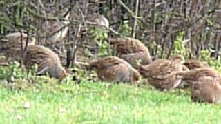 Perdix perdix  Grey partridge  Patrijs  Perdrix grise  Rebhuhn [upl. by Calica]