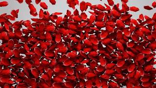 Red rose petals full screen Background footage  Transition effect  CG Free [upl. by Lichter]