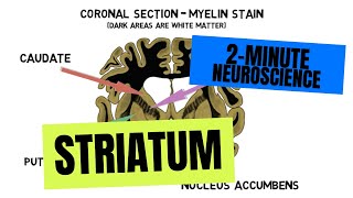 2Minute Neuroscience Striatum [upl. by Romano130]