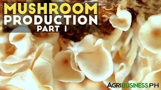 Mushroom production in the Philippines  Mushroom production Part 1 Agribusiness [upl. by Arbas759]