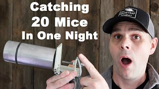 Impressive Mousetrap Catches 20 Mice In One Night Mousetrap Monday [upl. by Ahsiener]