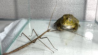 Can you eat this？  Pacman frog  African bullfrog【LIVE FEEDING】 [upl. by Crompton]