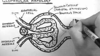 Renal Anatomy 3  Glomerular Histology [upl. by Logan]