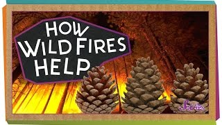 How Wildfires Help  Science for Kids [upl. by Mendel987]