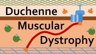 Duchenne Muscular Dystrophy and Dystrophin [upl. by Tabor]