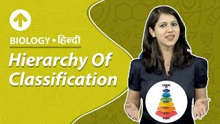 Hierarchy Of Classification  Hindi  Biology [upl. by Musser]