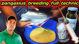 PANGASIUS BREEDING SYSTEM  HOW TO BREEDING PANGASIUS fishbreeding fishinfo [upl. by Aloivaf]