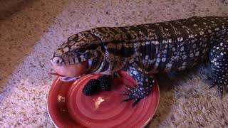 How I feed my Tegu [upl. by Ellatsyrc]