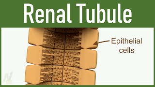 03 Nephron Structure Renal Tubule [upl. by Bayly635]