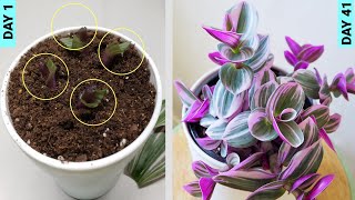 Growing Tradescantia From Stem Cuttings [upl. by Thilda]