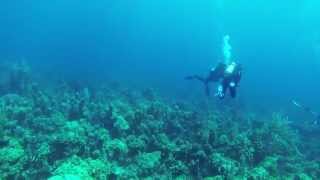 Sonar pinging when scuba diving [upl. by Lan]