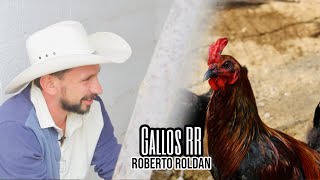 Roberto Roldán IV  GaIIos RR [upl. by Fritzsche]