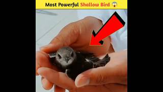 Khana E Kaaba Ki Hifazat  Ababil Parinda  Facts About Shallow Bird shortsfeed [upl. by Brunelle]