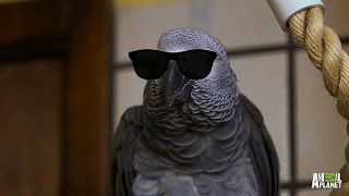 Meet Santos The Rapping Potty Mouth Parrot [upl. by Dickman]