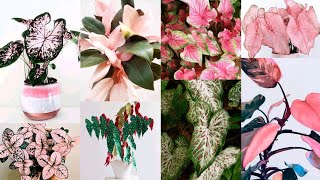 Different Kinds Caladiums and Philodendron Plants [upl. by Doscher41]