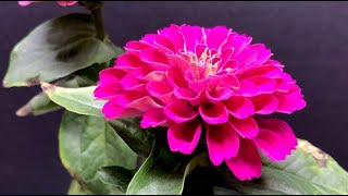 Zinnia bloom time lapse  growing zinnia flowers inside [upl. by Aznofla]