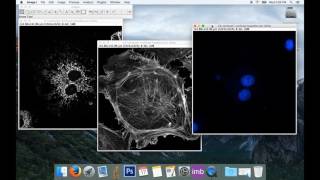 Tute1 Basic Image Processing with ImageJ [upl. by Eardnoed]