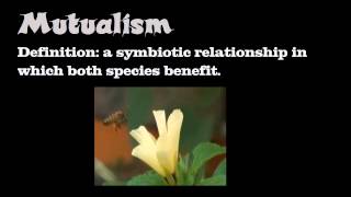 Symbiotic Relationships [upl. by Saberhagen]