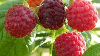 RASPBERRIES  HOW TO TRAIN AND PRUNE [upl. by Tnomal]