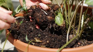 Get It Growing How to harvest caladium bulbs [upl. by Barina]