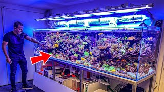 Most Beautiful Private Reef Tanks 400 GALLON [upl. by Penman]