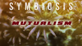 Symbiosis Mutualism [upl. by Tiraj]