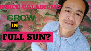 WHICH CALADIUMS GROW IN FULL SUN  exploring KINGDOM PLANTAE [upl. by Mario]