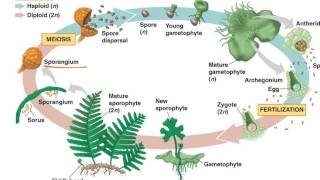 Fern Life Cycle [upl. by Notnirt]