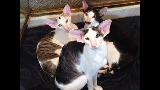 Whats it like to live with Oriental Shorthairs [upl. by Leumhs767]