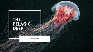 Deep Sea Wonders of the Pelagic Zone [upl. by Brenton]