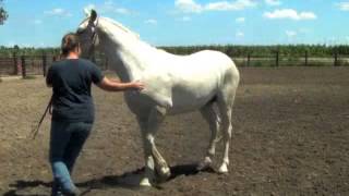 How to teach your horse to pivot on hind quarters [upl. by Keen55]