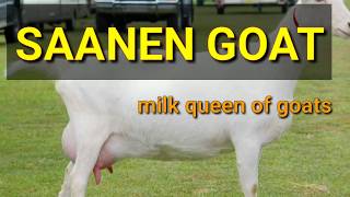 SAANEN GOAT INFORMATION [upl. by Carlin]